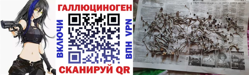 купить   Кизляр  Галлюциногенные грибы Psilocybine cubensis 